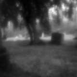 Weeping Willow