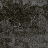 Desert Texture