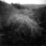 Grace of the Shrub-Steppe