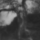 Specter of the Shrub-Steppe