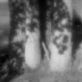 Leaf Shadows