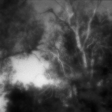 Mystical Woods