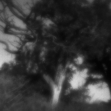 Tree of Life