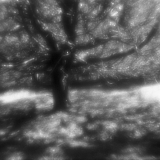 Life in the Forest