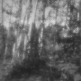 Into the Woods