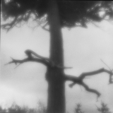 Pinus contorta
