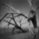 Ghost Tree
